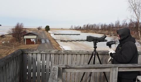 Näkymä Tankokarin lintutornista Parhalahdelta